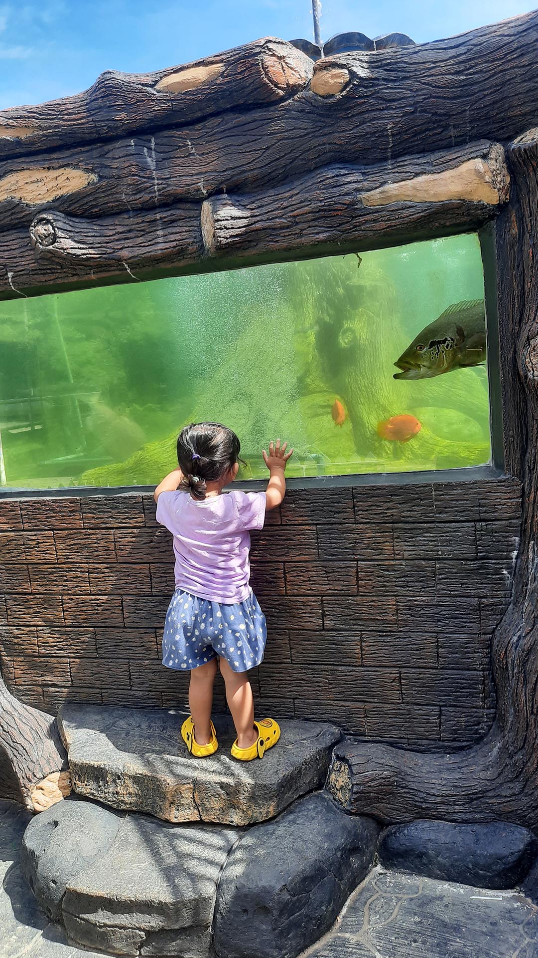 Melihat Ikan di Mega Tank Istana Stable